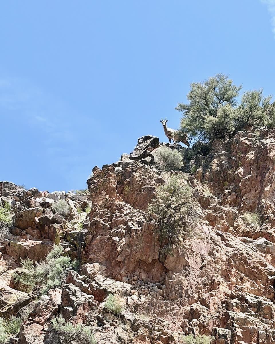 Bighorn ewe on Morgan Creek Road