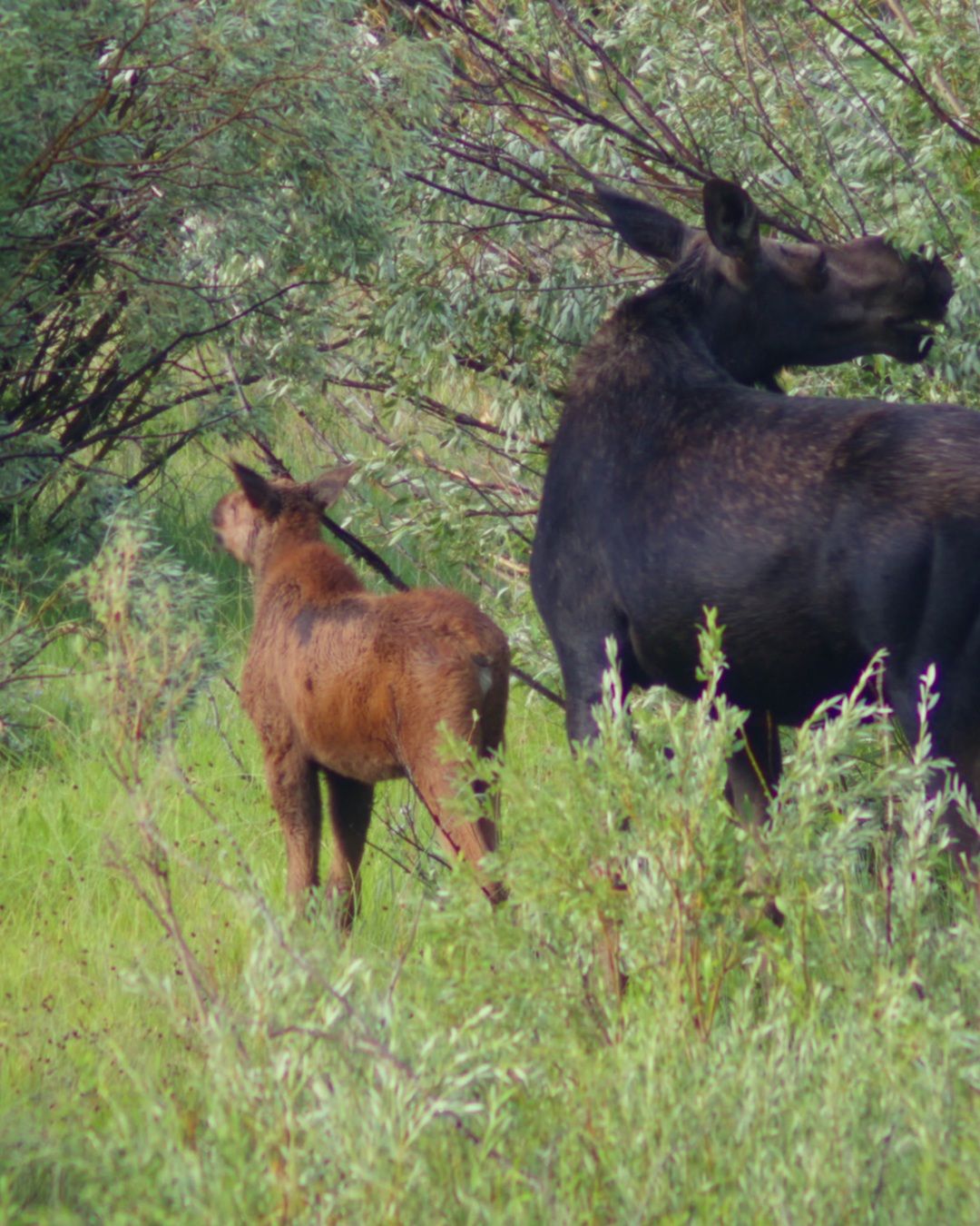 A dark cow moose and her reddish-brown calf standing in tall green willows beside Trail Creek Road.